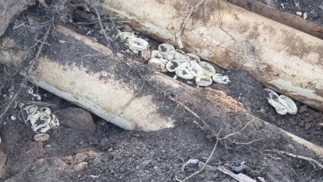 Ev değil yılan yuvası! 2 yaşındaki oğlunu yılanla birlikte gören anne acı gerçeği öğrendi: Meğer onlarcası... 4